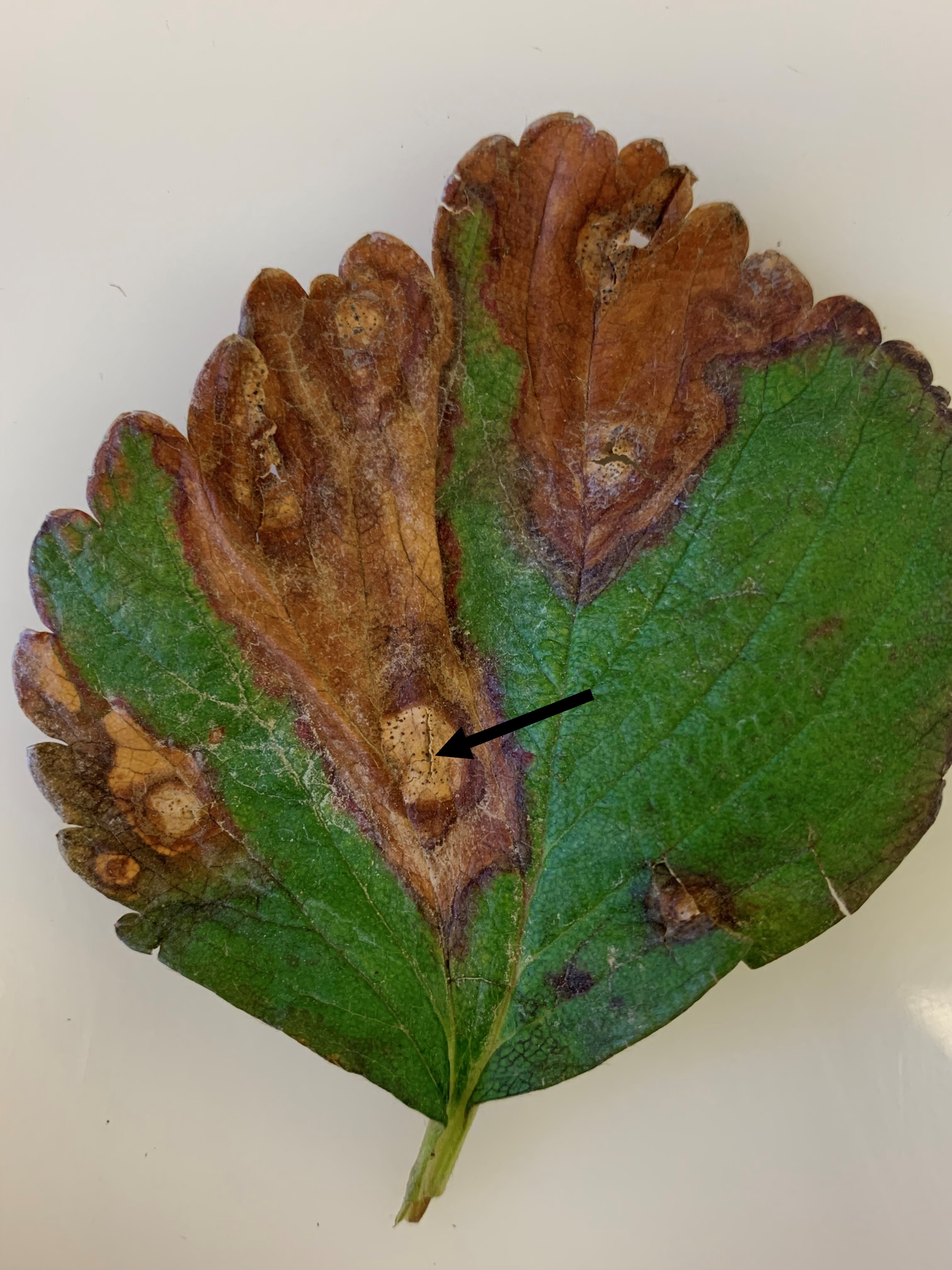 New plant disease detected in Louisiana strawberries